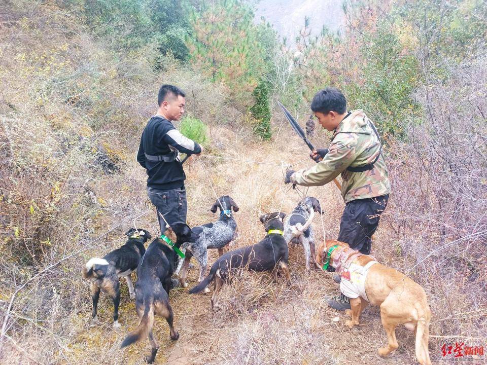 揭秘“野猪猎捕队”丨海拔3000米高山密林<strong></p>
<p>虚拟货币兑换人民币</strong>，记者跟队直击猎捕野猪全过程