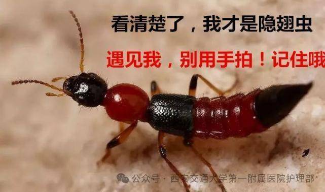 西安多区发现隐翅虫？千万别拍<strong></p>
<p>黄金原油早评</strong>！毒液堪比硫酸