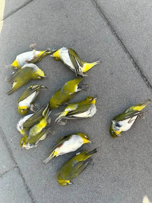 北京一座大厦楼下躺了14只鸟<strong></p>
<p>融原油</strong>，12只已死亡！元凶竟是玻璃
