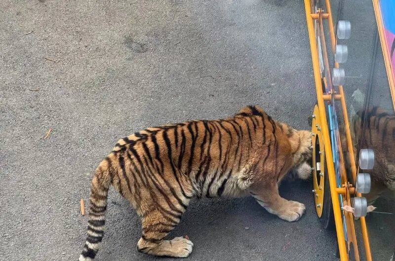 动物园观光车压碎老虎下巴<strong></p>
<p>国家原油</strong>？园方：初步检查未发现重大伤情