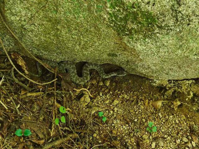 青岛大叔挖水沟发现一窝尖头毒蛇<strong></p>
<p>原油户</strong>,专家:系本地红脖颈槽蛇,毒性弱咬伤概率低