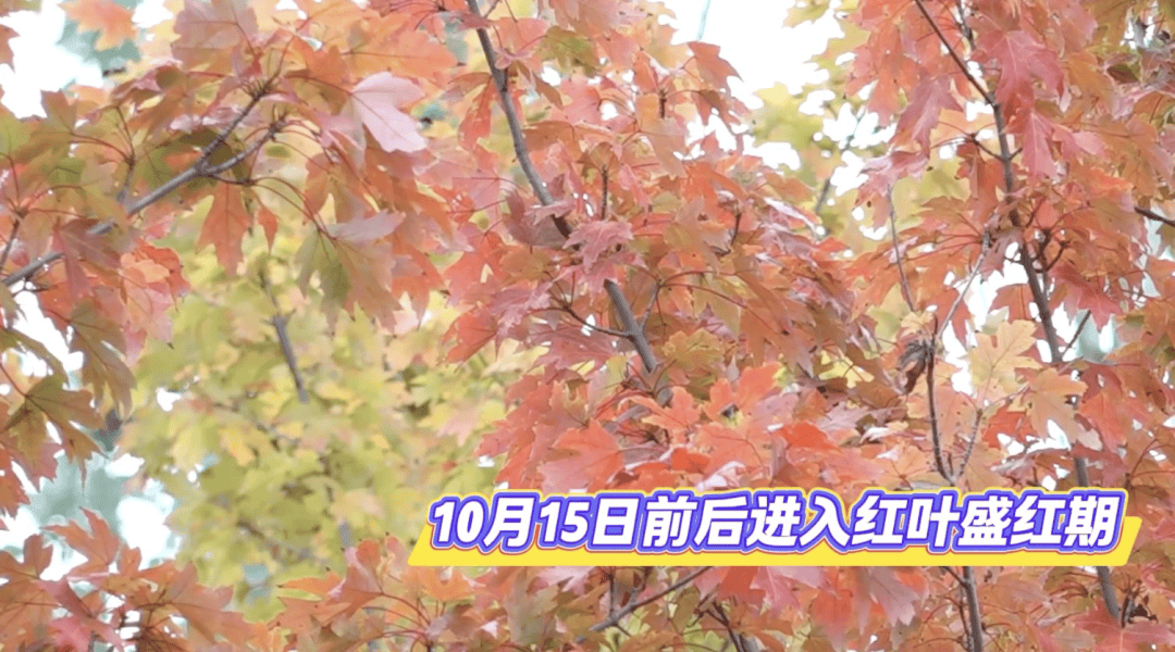 北京将迎新一轮秋雨<strong></p>
<p>点差原油</strong>，赏红期预告来了！