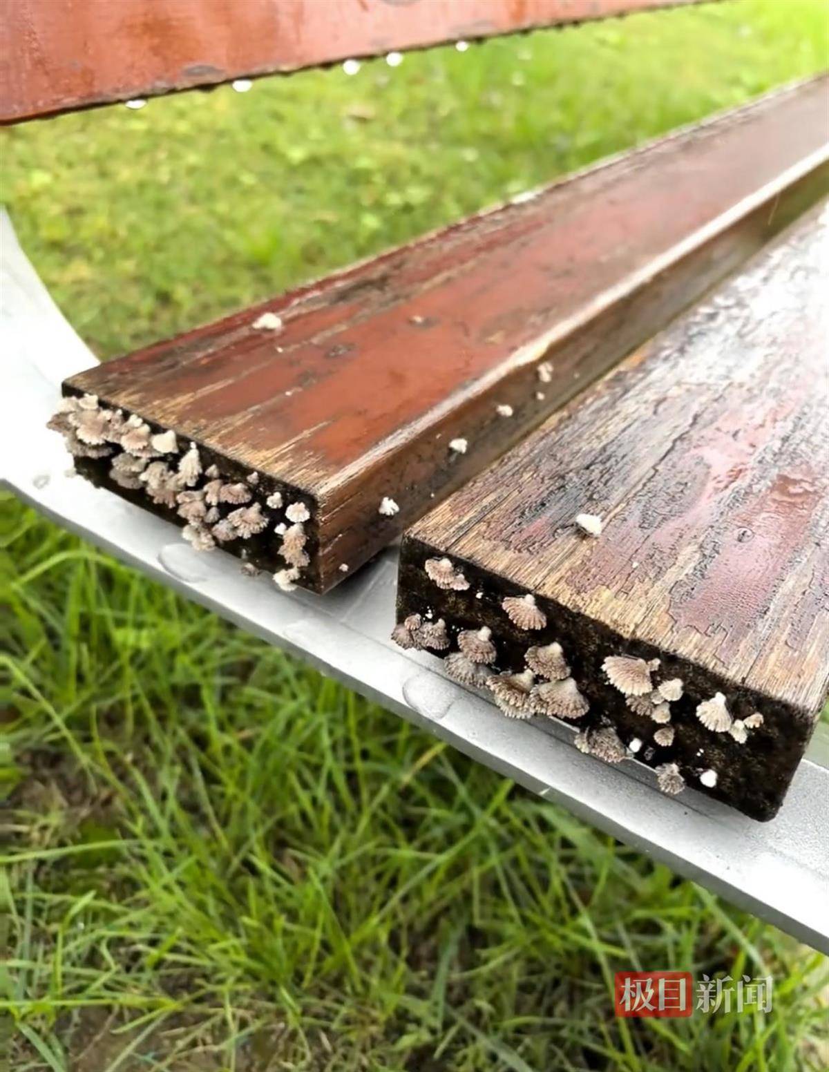西安连续一个多月降雨遍地长蘑菇<strong></p>
<p>点差原油</strong>，大雁塔受潮，城墙布满青苔，气象局解释成因