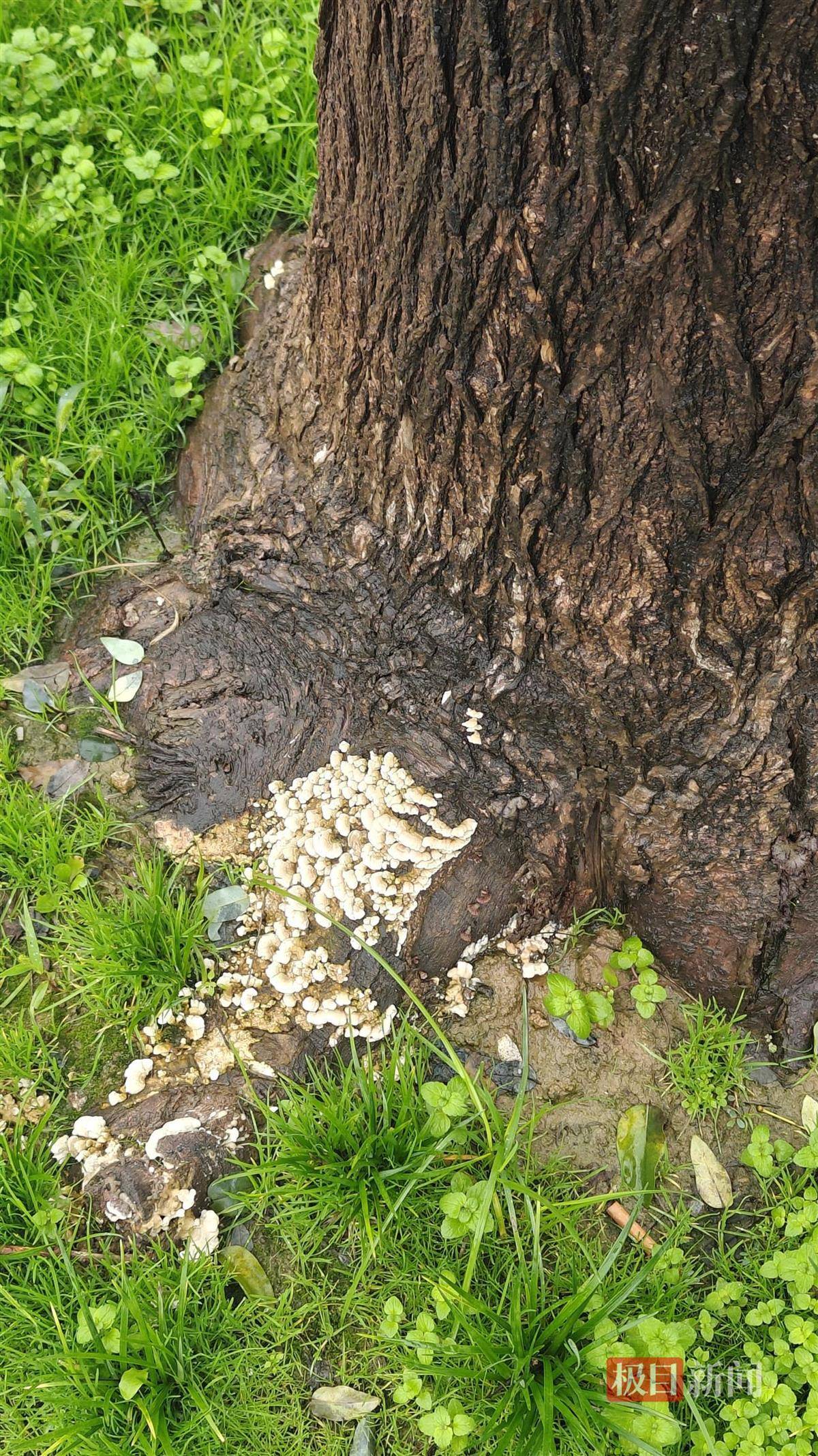 西安连续一个多月降雨遍地长蘑菇<strong></p>
<p>点差原油</strong>，大雁塔受潮，城墙布满青苔，气象局解释成因