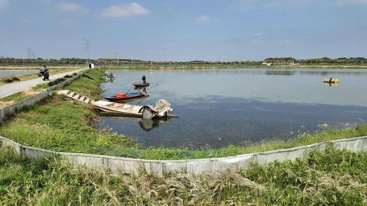武汉江夏一地大闸蟹大量上市<strong></p>
<p>原油今日走势</strong>，日产1000斤当天售完，每只螃蟹有自己的“身份证”，吃深海小黄鱼长大
