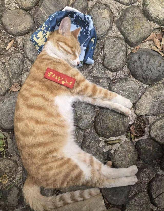 《红舞鞋》剧组在高校拍摄时撞死流浪猫<strong></p>
<p>现货美原油</strong>，剧组凌晨致歉：涉事司机引咎辞职，将以小猫名字成立基金