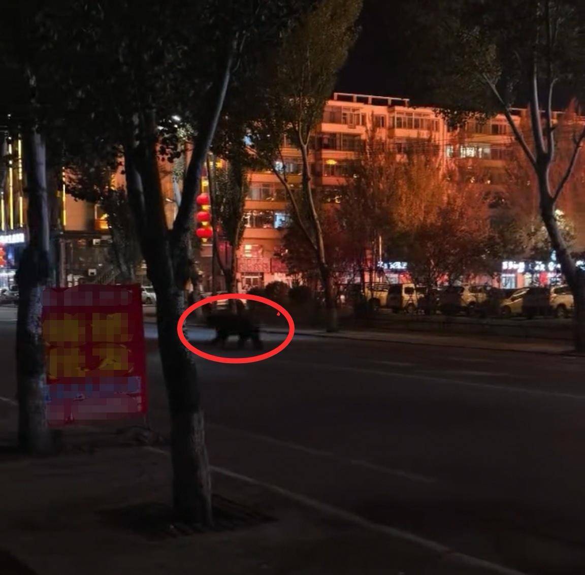 大黑熊夜里独闯黑龙江一县城闹市区<strong></p>
<p>现货美原油</strong>，警方连开10多枪击毙，回应为何没用麻醉枪