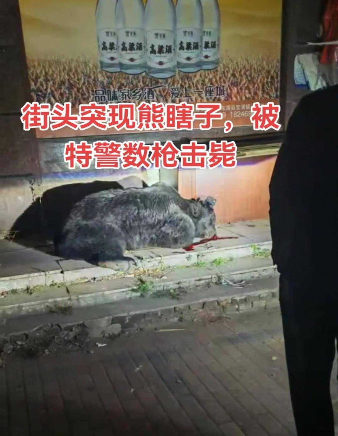 大黑熊夜里独闯黑龙江一县城闹市区<strong></p>
<p>现货美原油</strong>，警方连开10多枪击毙，回应为何没用麻醉枪
