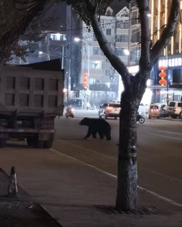 黑熊闯闹市被击毙<strong></p>
<p>现货美原油</strong>，为何不用麻醉枪？专家回应