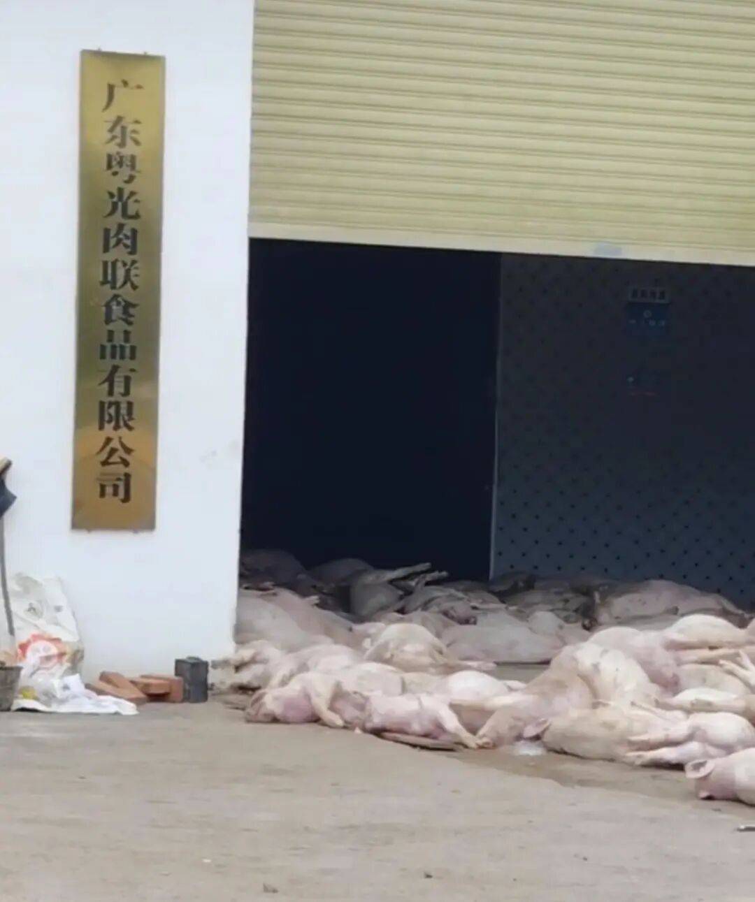 广东一肉联公司门口堆满死猪<strong></p>
<p>中原油田房产</strong>,官方:7人被控制