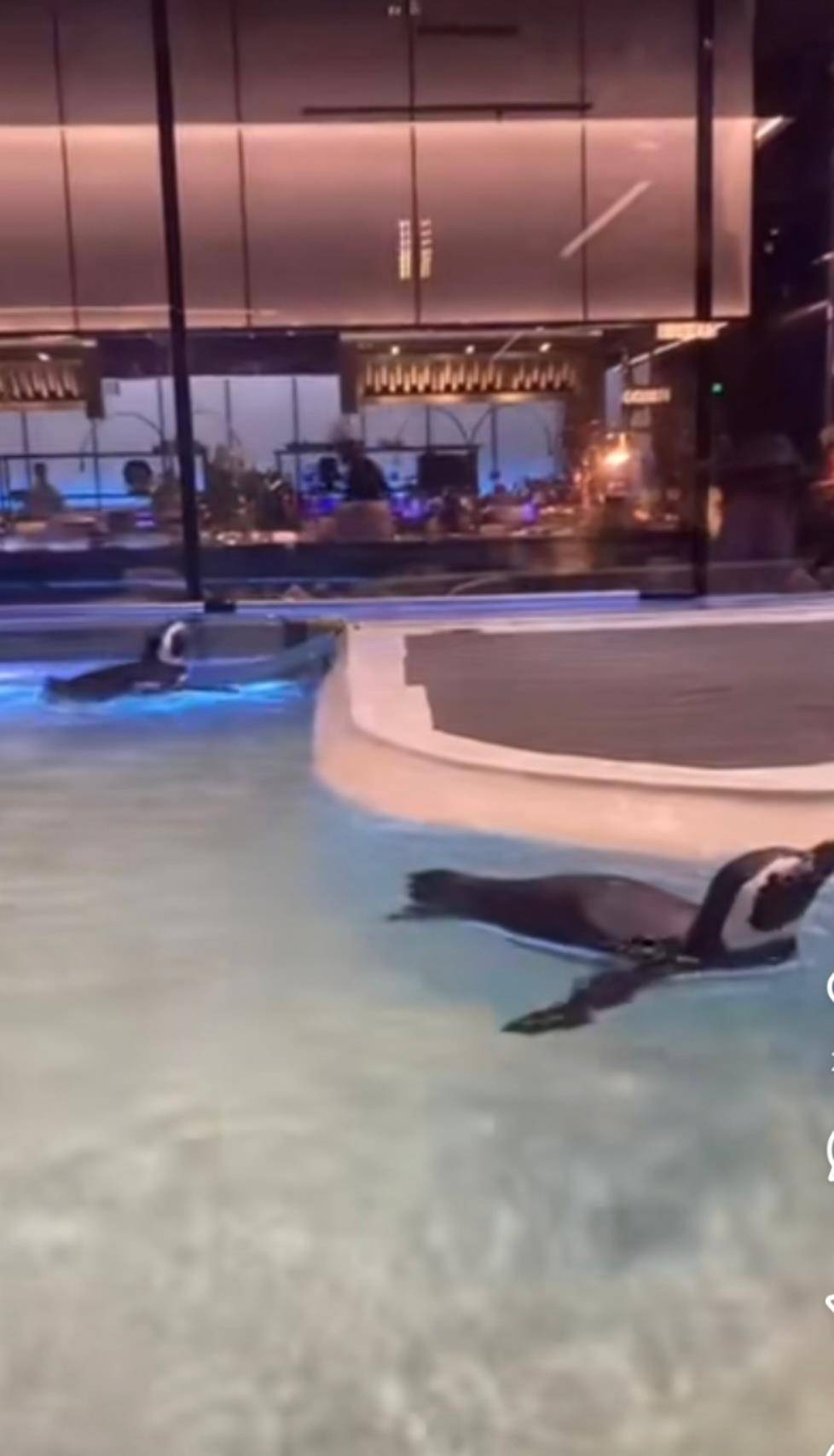 沈阳一洗浴中心养四只企鹅揽客，驯养繁殖许可证来自洛阳一家已注销的海洋馆，官方回应：许可证不能租借