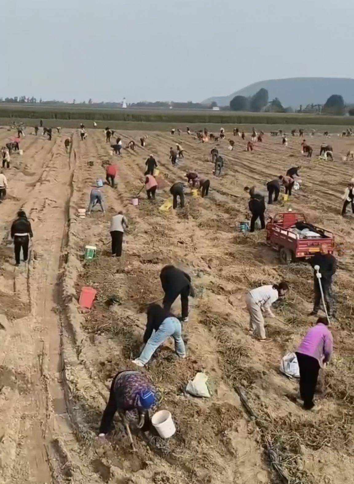 数百人冲进地里捡红薯<strong></p>
<p>国际原油分析</strong>，田主称是秋收剩下的，网友：免费翻地，利人利己