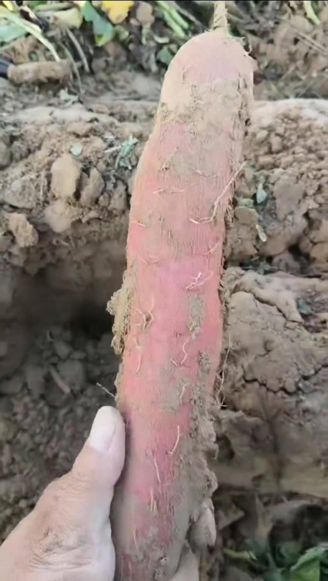 数百人冲进地里捡红薯<strong></p>
<p>国际原油分析</strong>，田主称是秋收剩下的，网友：免费翻地，利人利己