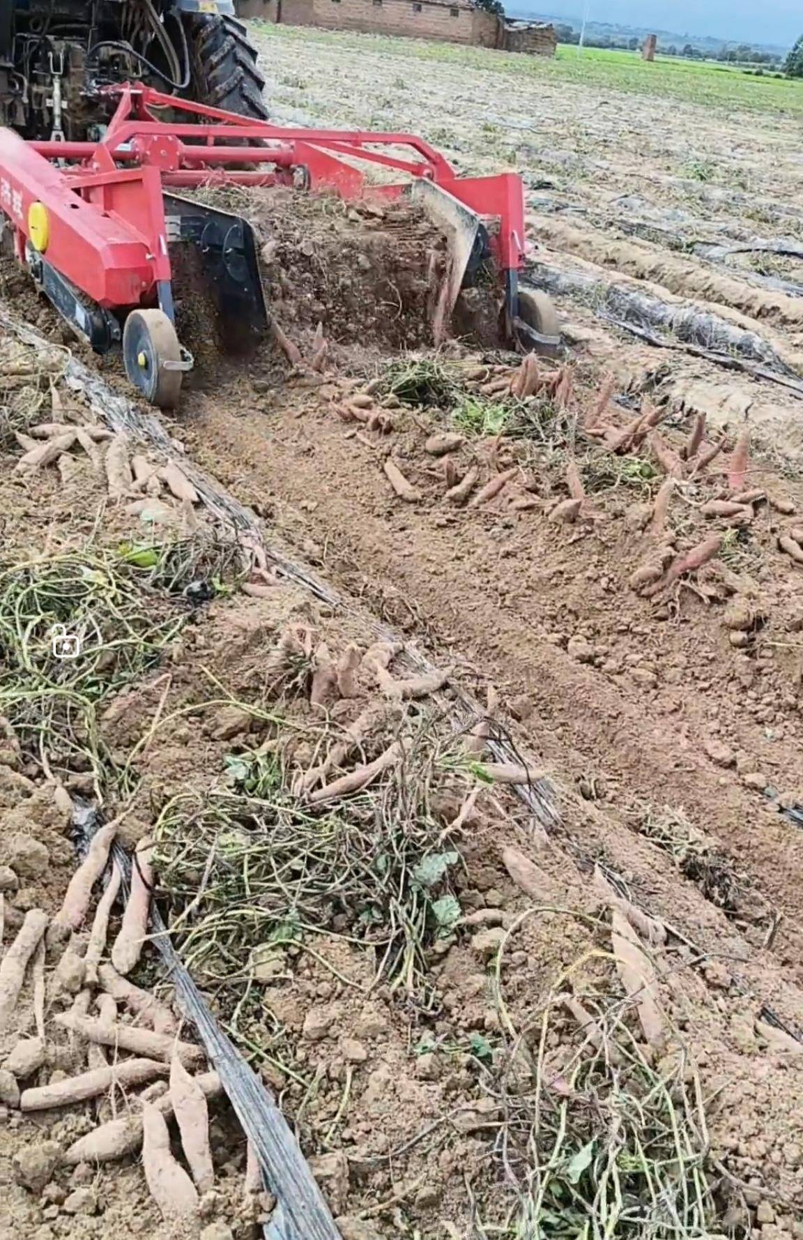 数百人冲进地里捡红薯<strong></p>
<p>国际原油分析</strong>，田主称是秋收剩下的，网友：免费翻地，利人利己