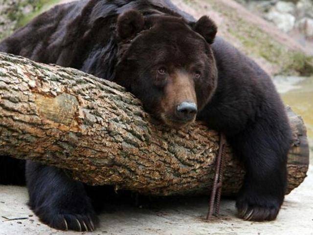 出重拳治“熊害”<strong></p>
<p>中信证券无券可融</strong>,日本将允许防暴警察射杀熊