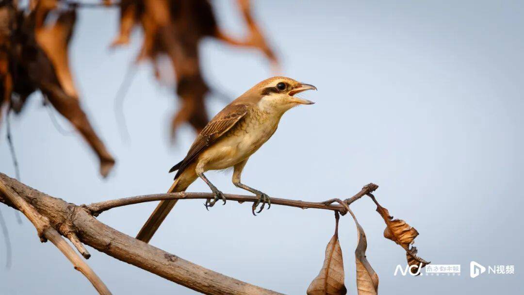 东莞最新发布:将严厉打击这些行为<strong></p>
<p>中信证券无券可融</strong>!