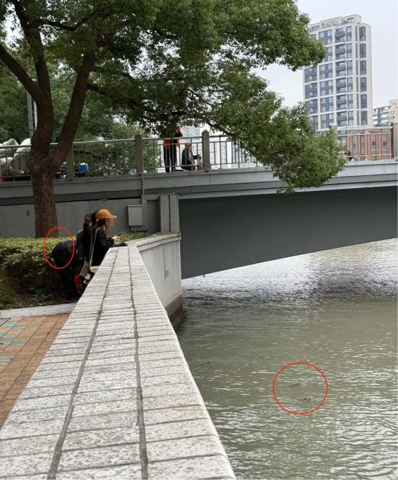 上海苏州河有人放生牛蛙？当地回应：严禁放生外来物种<strong></p>
<p>广发证券手机版just</strong>，市民可提供相关线索
