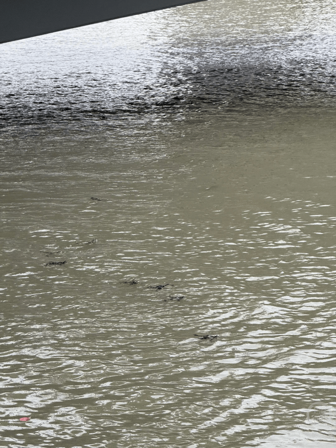 上海苏州河有人放生牛蛙？当地回应：严禁放生外来物种<strong></p>
<p>广发证券手机版just</strong>，市民可提供相关线索