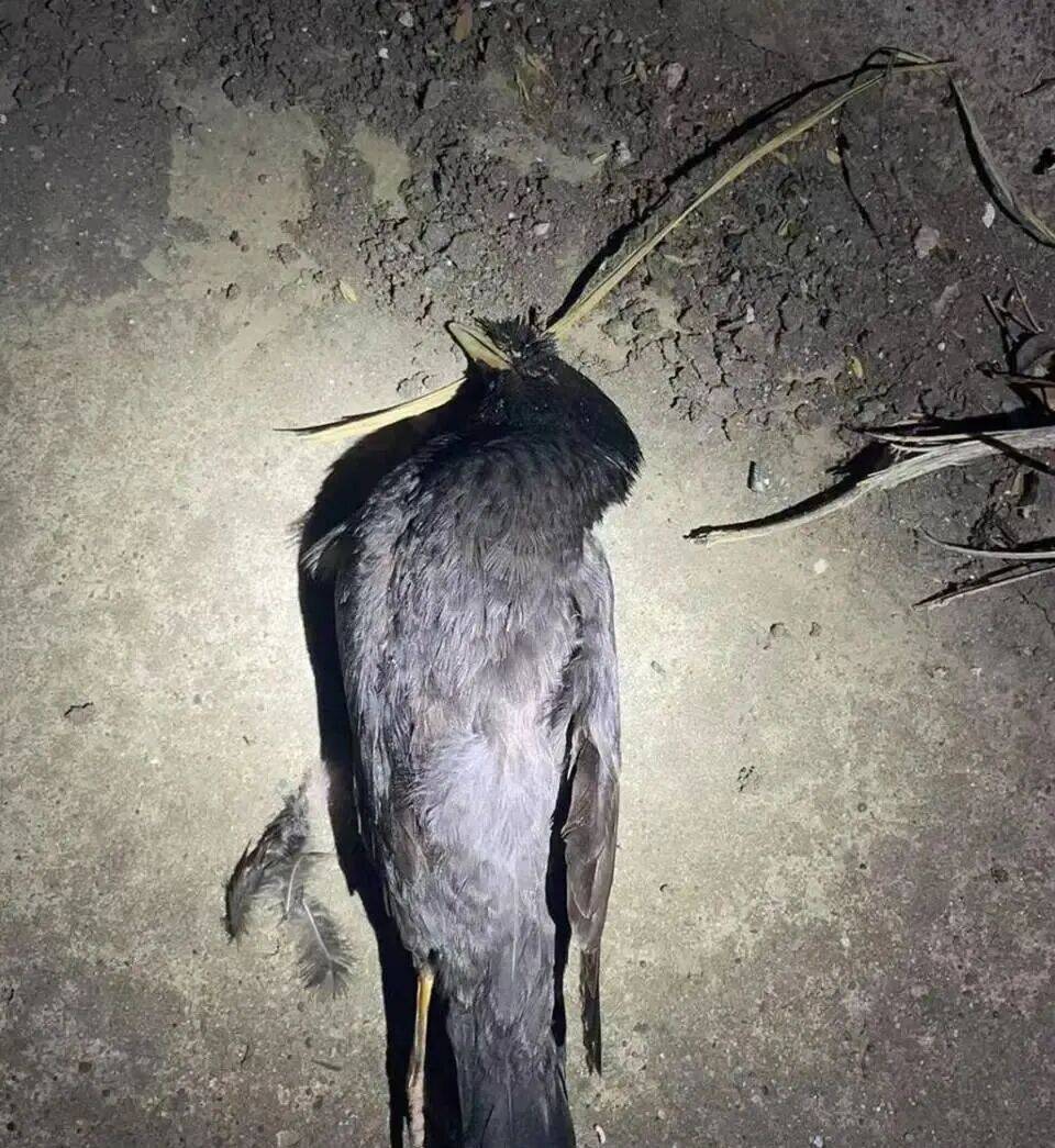 打开冰箱后民警懵了<strong></p>
<p>华林证券通达信行情</strong>！男子"攒"了44只国家保护动物,供自己食用...