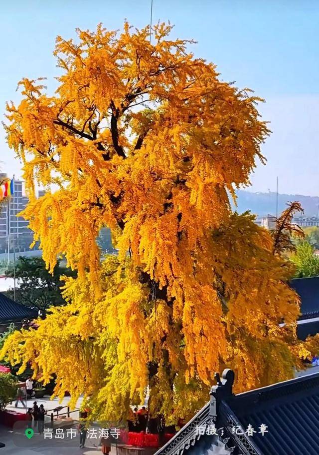 错过等一年！青岛1600岁“银杏王”满树金黄<strong></p>
<p>招商证券交易网</strong>，打卡的人“鼓”了