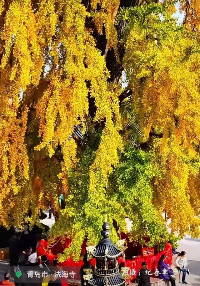 错过等一年！青岛1600岁“银杏王”满树金黄<strong></p>
<p>招商证券交易网</strong>，打卡的人“鼓”了
