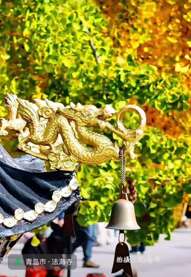 错过等一年！青岛1600岁“银杏王”满树金黄<strong></p>
<p>招商证券交易网</strong>，打卡的人“鼓”了