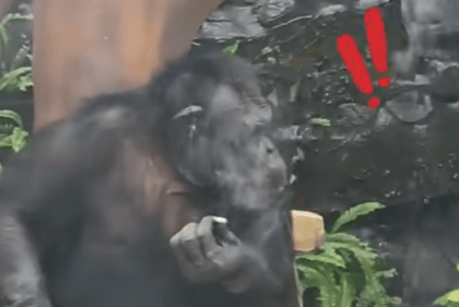 大猩猩抽烟手法娴熟?广西南宁动物园:从小在领养家庭学会抽烟喝酒<strong></p>
<p>华融证券小微融</strong>,会派人制止