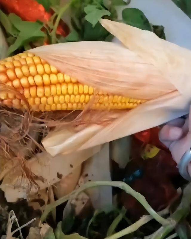 陕西一女子疑因拍亲姑姑偷玉米遭姑父棍杀<strong></p>
<p>盈透证券</strong>,邻居欲报警也遇害