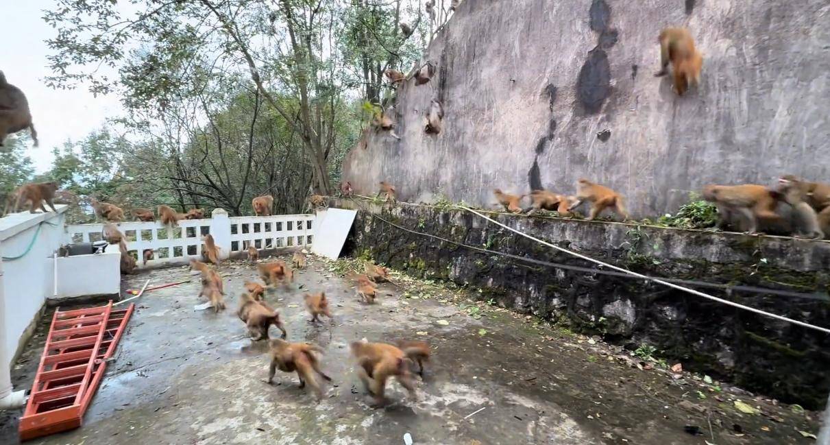 贵州黔灵山猴群一窝蜂冲下山<strong></p>
<p>安全设备</strong>,网友称被吓得汗毛立起来!公园回应:猴群活动,很正常