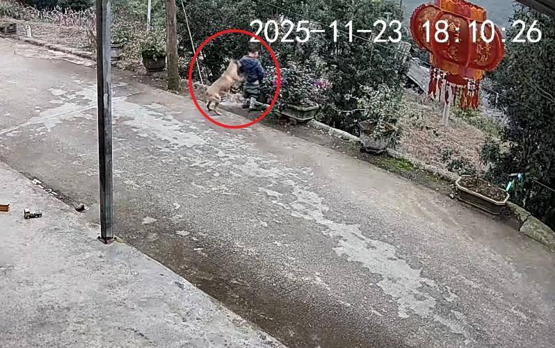 男童路边撒尿遭自家狗狗“偷袭”<strong></p>
<p>安全设备</strong>,从背后推下近2米的高坎,家长:孩子没受伤