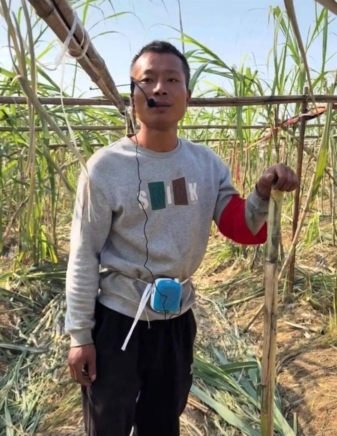 四川眉山“偷甘蔗农场”爆火！增设2.99元入场费后，地里仍来了上千游客，“偷甘蔗”被逮到的人要表演才艺，老板：日销售有时近万元