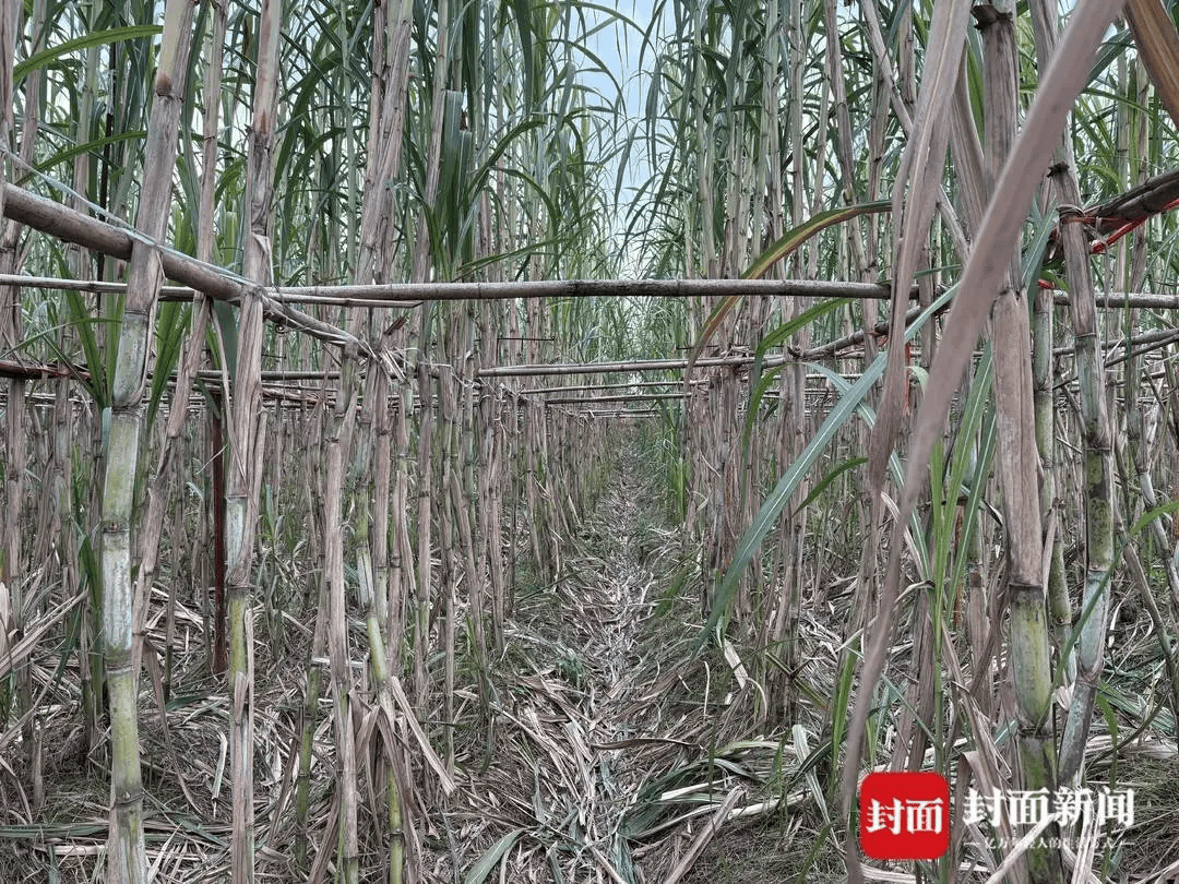 四川眉山“偷甘蔗农场”爆火!增设2.99元入场费后<strong></p>
<p>安全设备</strong>,地里仍来了上千游客,“偷甘蔗”被逮到的人要表演才艺,老板:日销售有时近万元