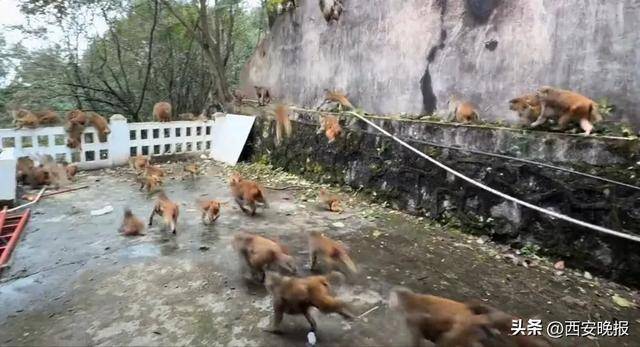 贵州一景区“下猴子雨”<strong></p>
<p>恒生电子证券事业部</strong>,园方:正常情况