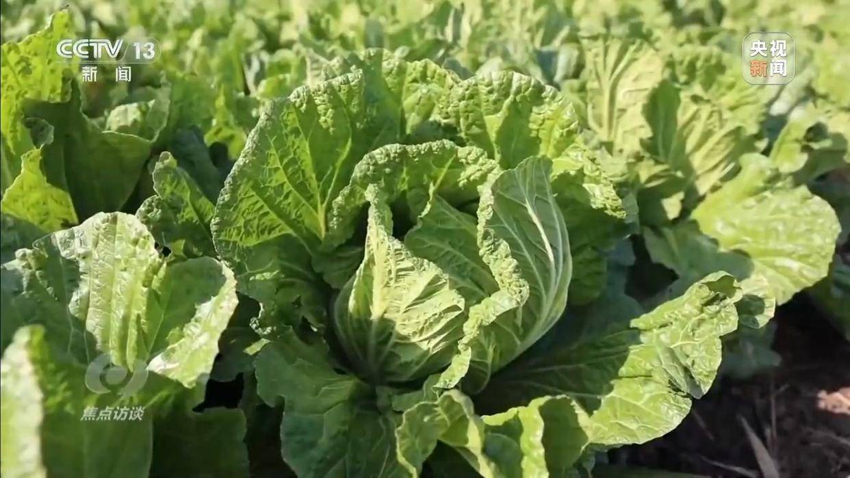 单棵售价超百元<strong></p>
<p>国元证券融资融券门槛</strong>，起底“套牌白菜”背后的销售套路