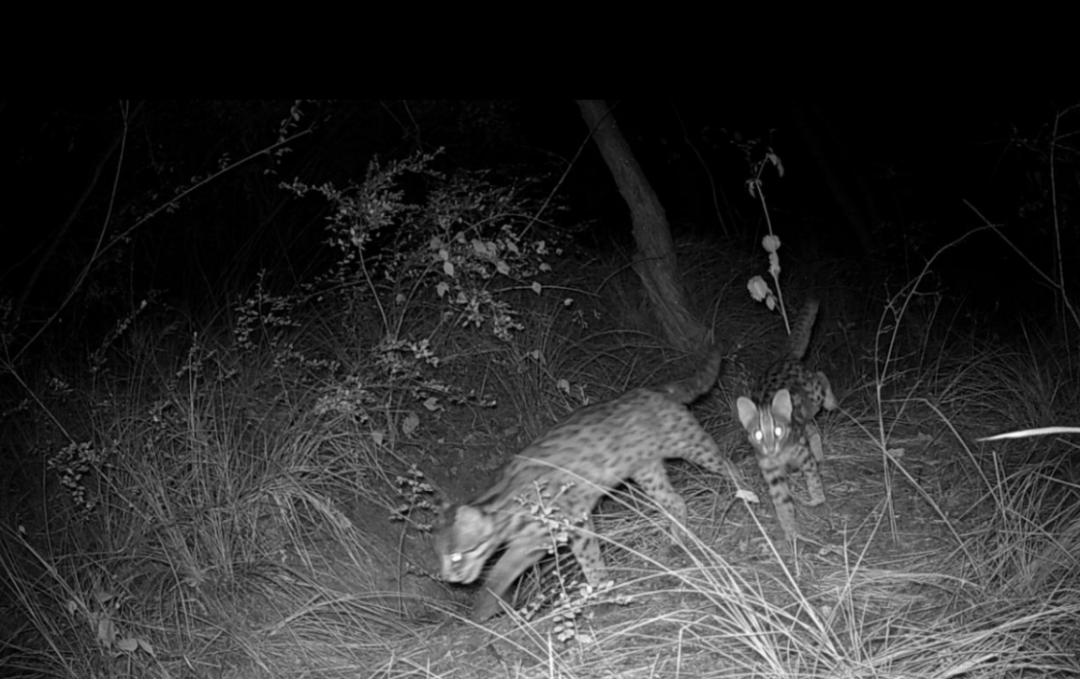 遂宁版“疯狂动物城”上线<strong></p>
<p>国元证券融资融券门槛</strong>！