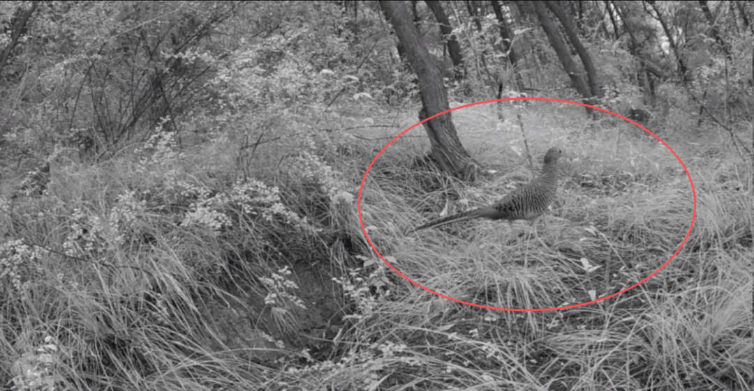 遂宁版“疯狂动物城”上线<strong></p>
<p>国元证券融资融券门槛</strong>！