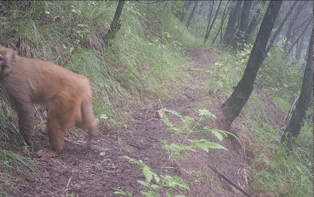 遂宁版“疯狂动物城”上线<strong></p>
<p>国元证券融资融券门槛</strong>！