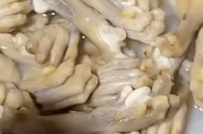 湖南一烧烤店直播煮动物爪子引争议<strong></p>
<p>招商证券股票交易佣金</strong>,涉事商家回应