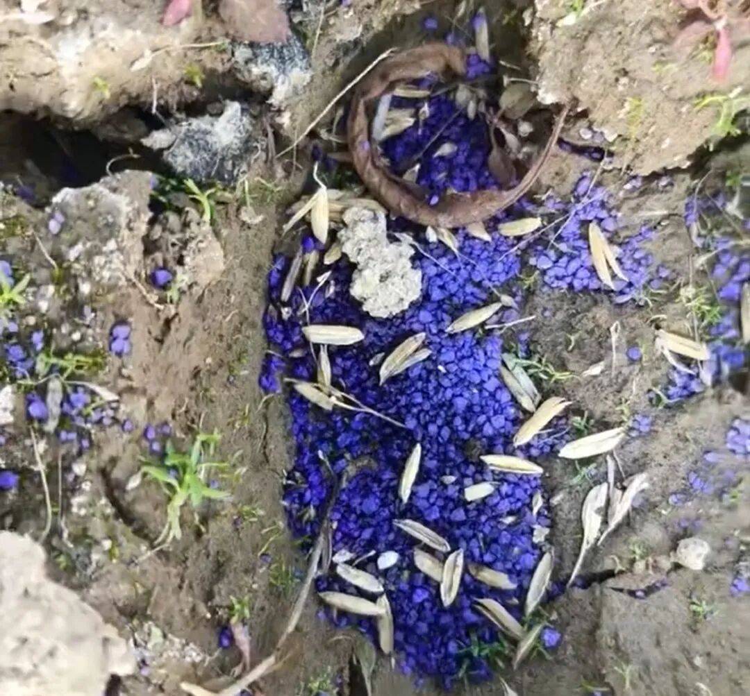 江西余干警方通报:3人疑似在鄱阳湖湿地毒害野生动物<strong></p>
<p>国元证券极速交易</strong>,已采取刑事强制措施