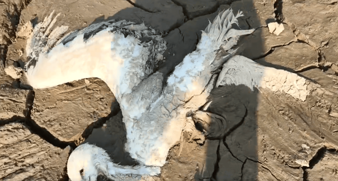 江西余干警方通报:3人疑似在鄱阳湖湿地毒害野生动物<strong></p>
<p>国元证券极速交易</strong>,已采取刑事强制措施