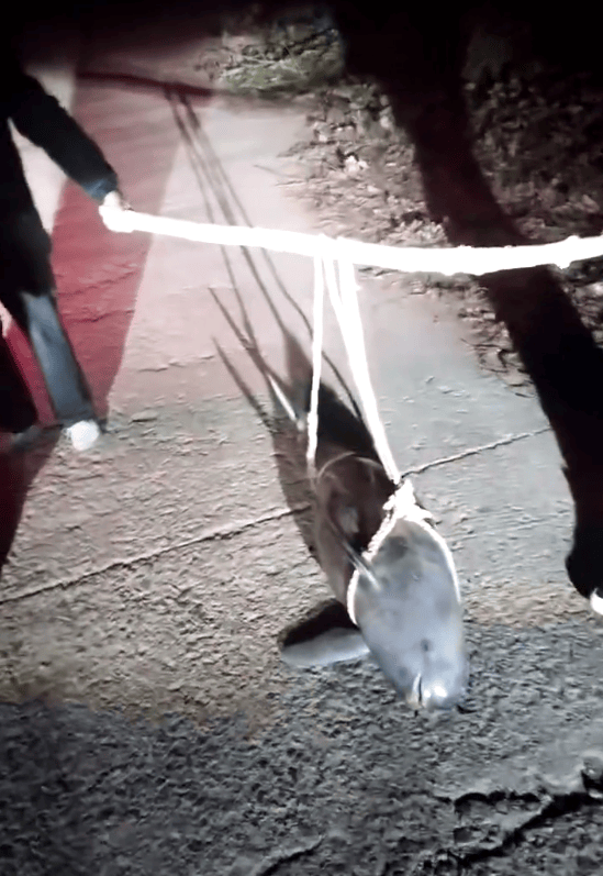 湖北一江豚被五花大绑抬上岸<strong></p>
<p>证券公司商业模式</strong>?当地派出所:已死亡多日