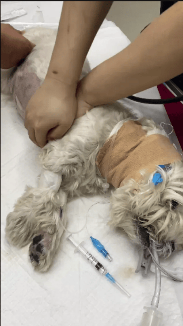 在小区投毒致9条狗死亡<strong></p>
<p>证券公司商业模式</strong>，男子获刑4年！