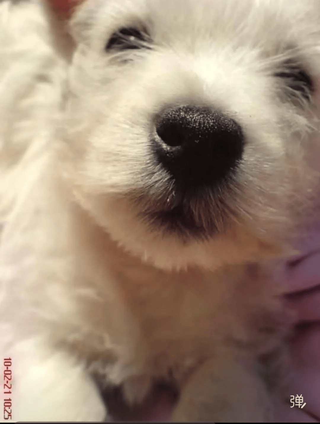 在小区投毒致9条狗死亡<strong></p>
<p>证券公司商业模式</strong>，男子获刑4年！