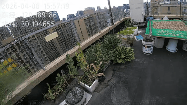 杭州一小区发现35株罂粟！保安巡逻起疑后报警<strong></p>
<p>盈透证券开户资金要求</strong>，警方：2位老人在菜盆、花盆混种，隐蔽性极强，分别罚款300元、400元